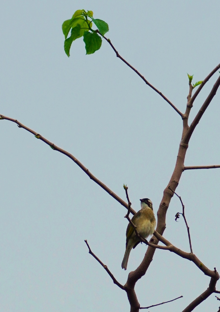 广东一带常见的留鸟红耳鹎