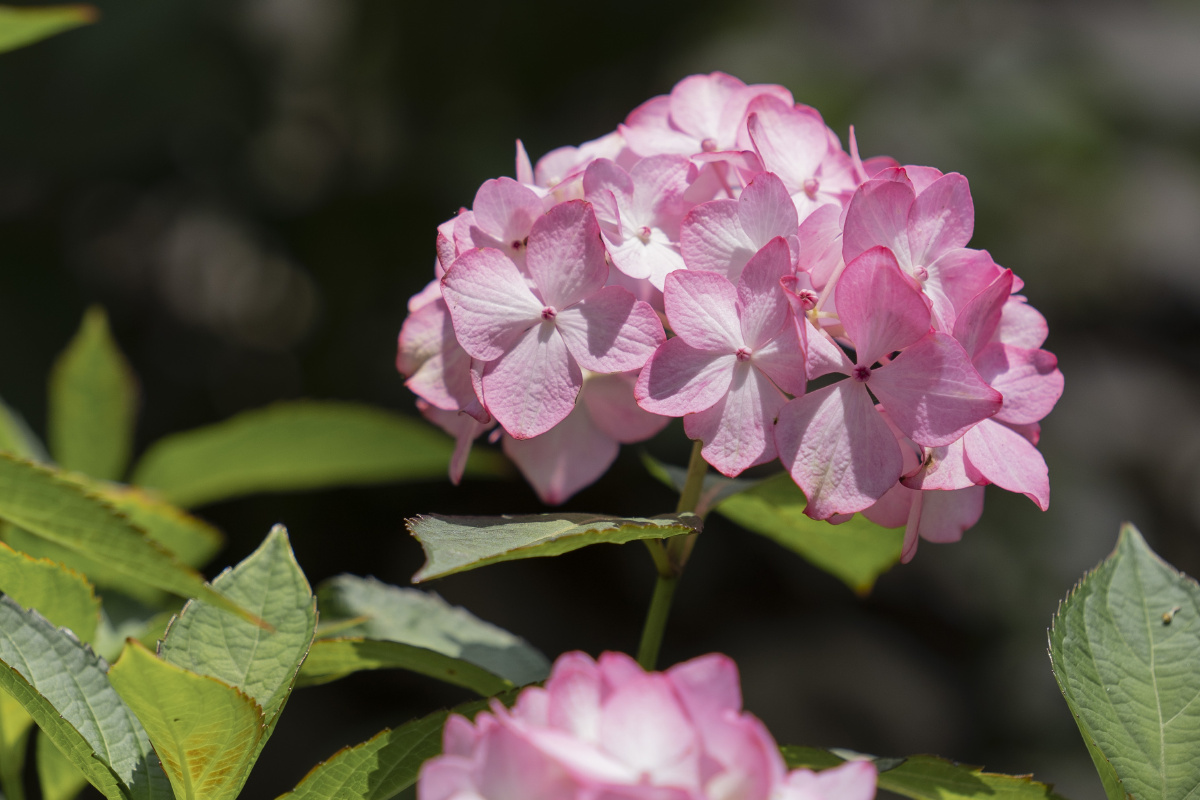 粉色绣球花大爱