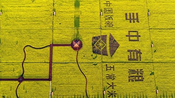 6980202
