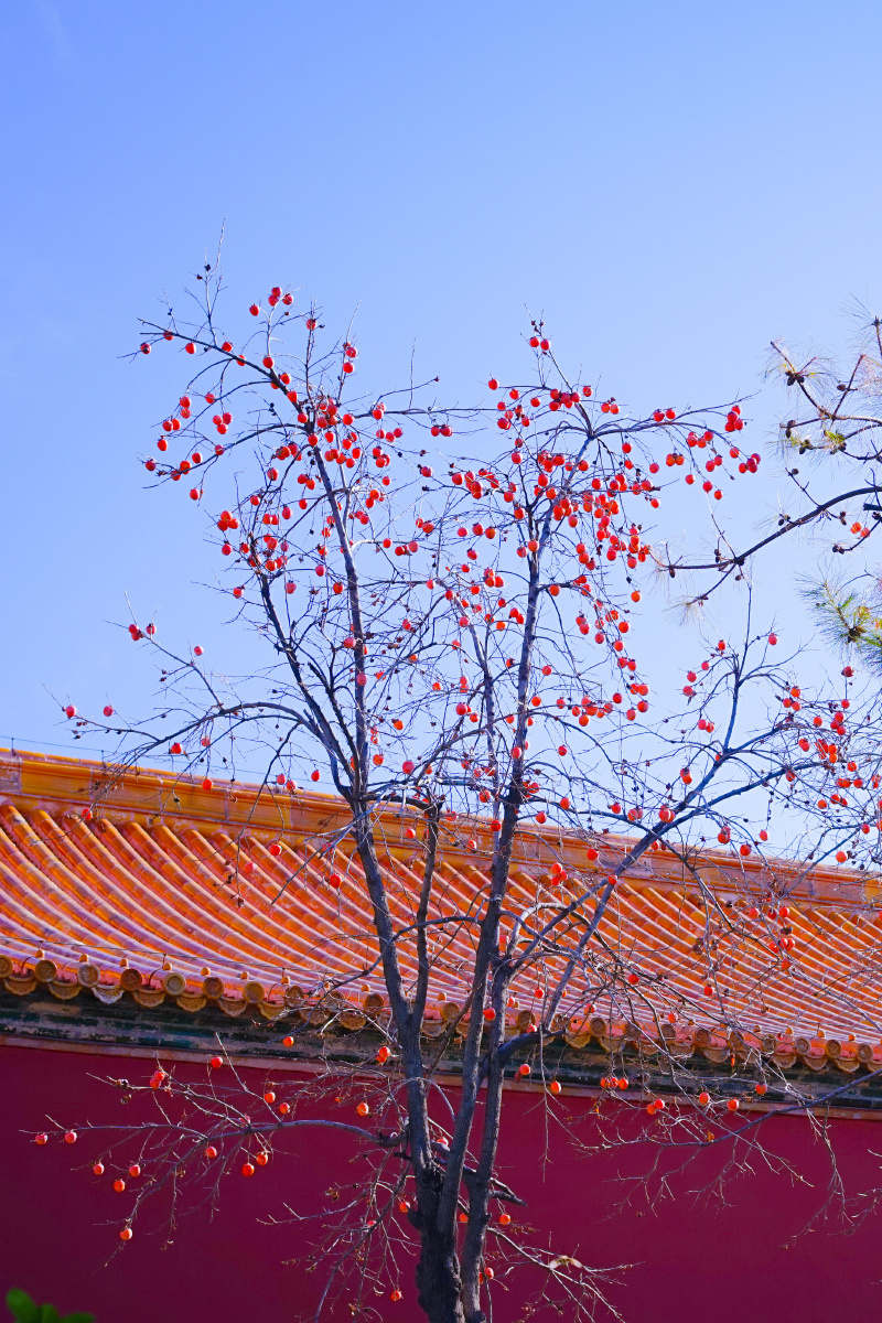 故宫柿子