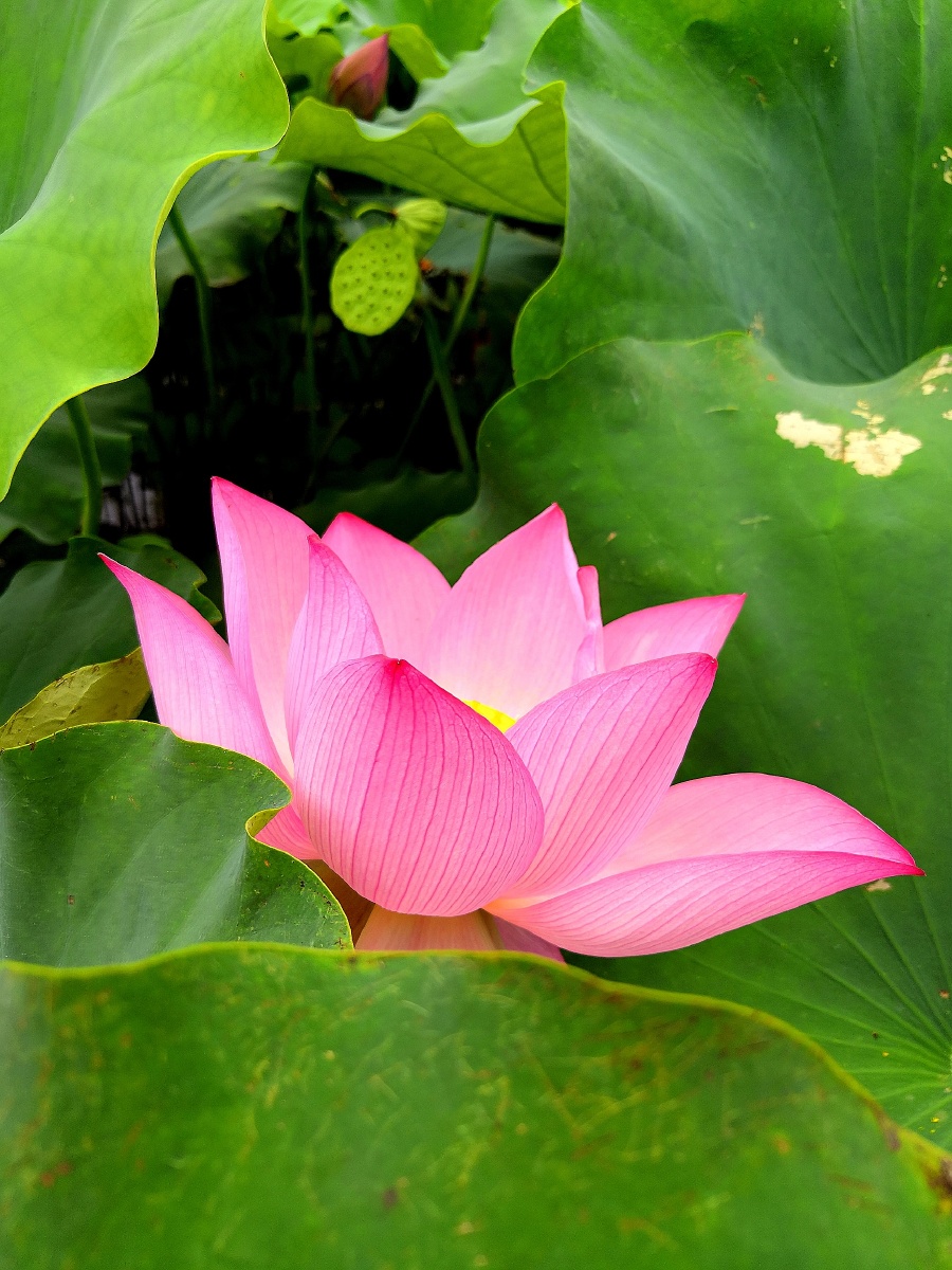 雨中的风景雨中的荷塘雨中的荷花生命虽历经沧桑却依然美丽动人