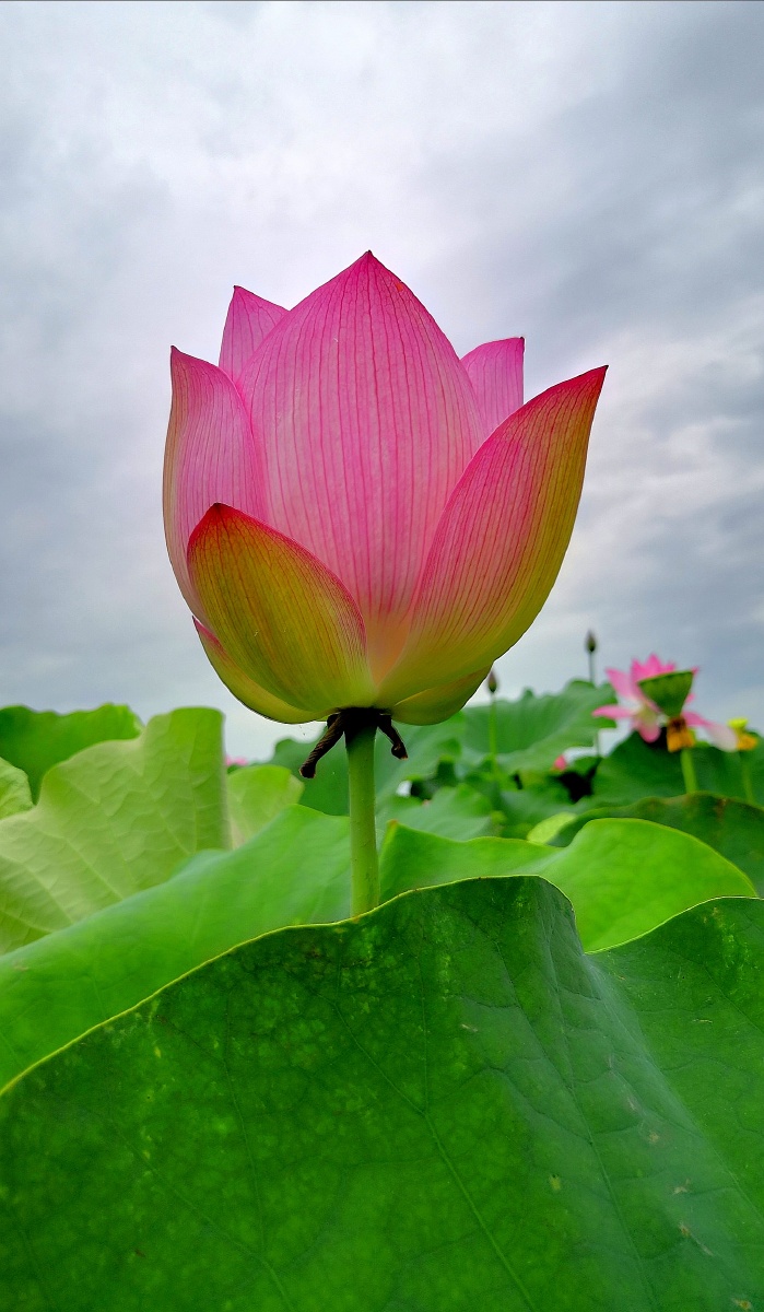 雨中的风景雨中的荷塘雨中的荷花生命虽历经沧桑却依然美丽动人