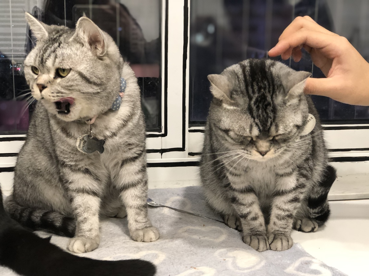 猫- 宋冬野有猫病 - 图虫