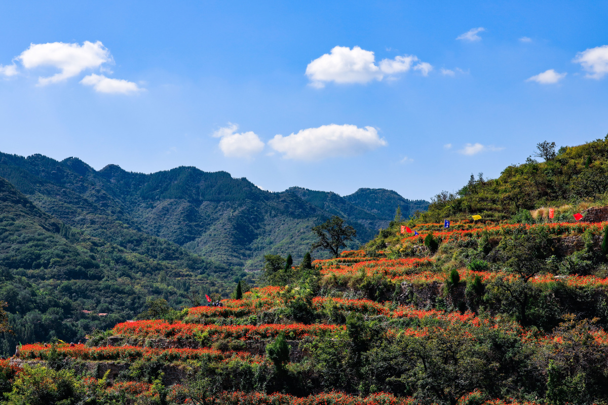 高山花海! - 摄影师青山绿水qsls - 图虫