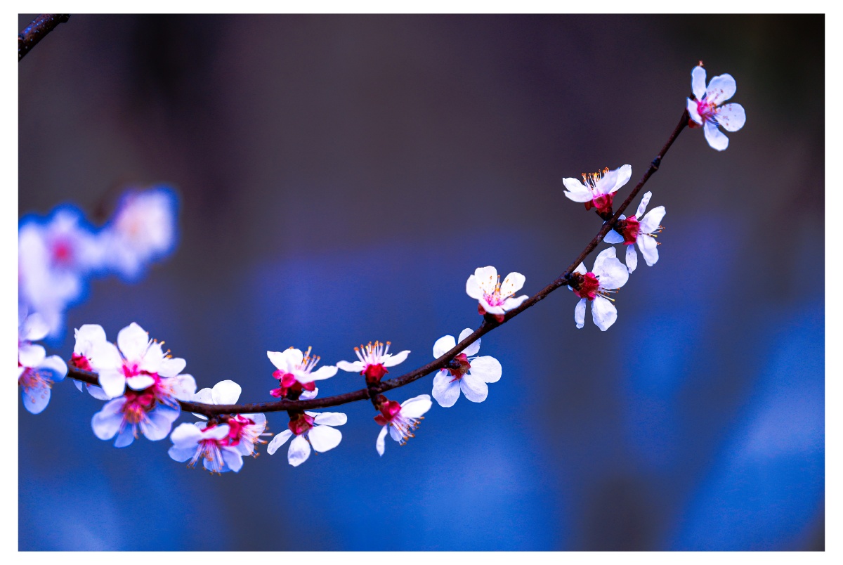 杏花花期太短了,只能用相机留住它96 - 摄影师青山绿水qsls - 图虫