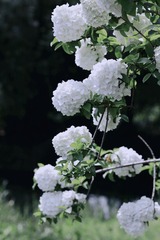 A72F5E1B-31A7-4696-9D98-476825A5D2CA/L0/001