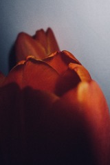 217785D0-44E3-4DCD-87C5-569A04F614C3/L0/001