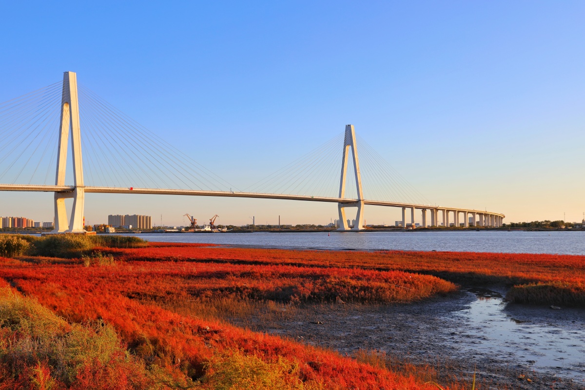 辽河大桥下的红海滩,他用一片火热的红色渲染了整个秋天!