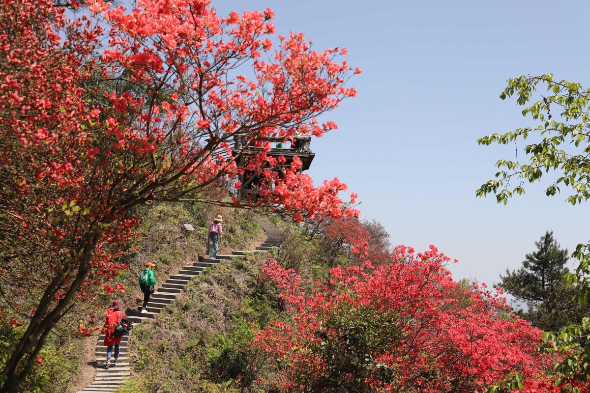 浙中杜鹃谷