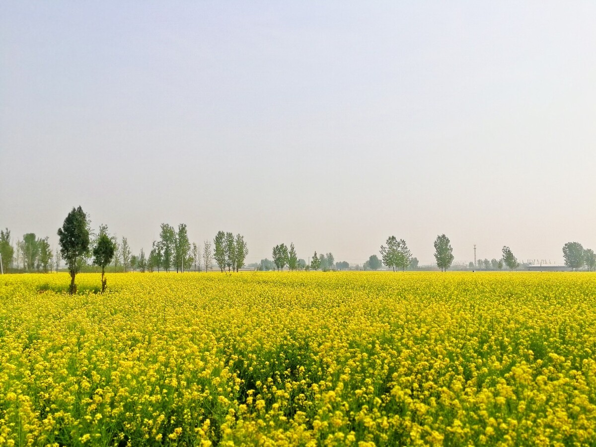 油菜花