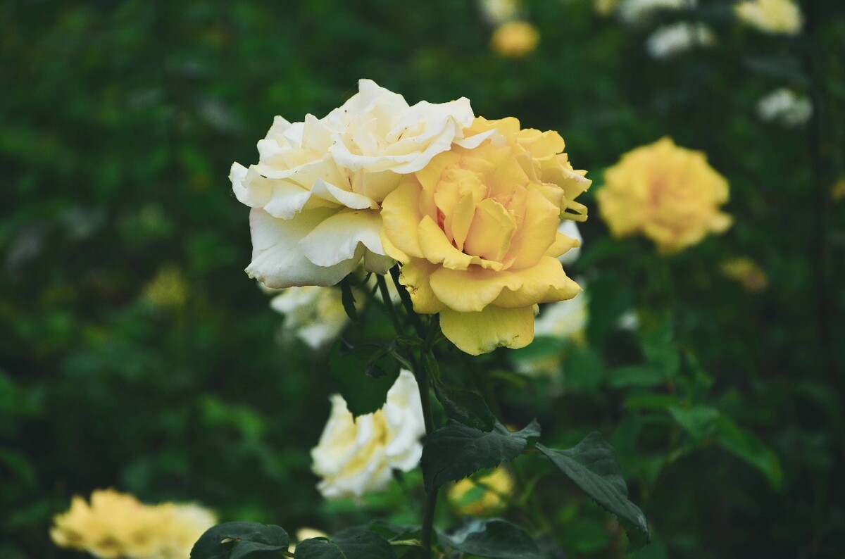 莫兰迪鲜花