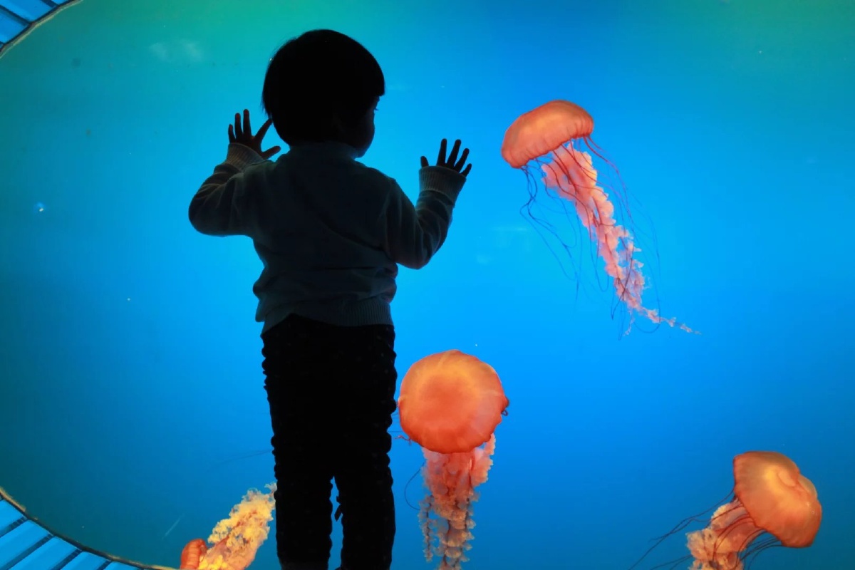 海洋馆里小朋友被水母深深吸引,着迷.