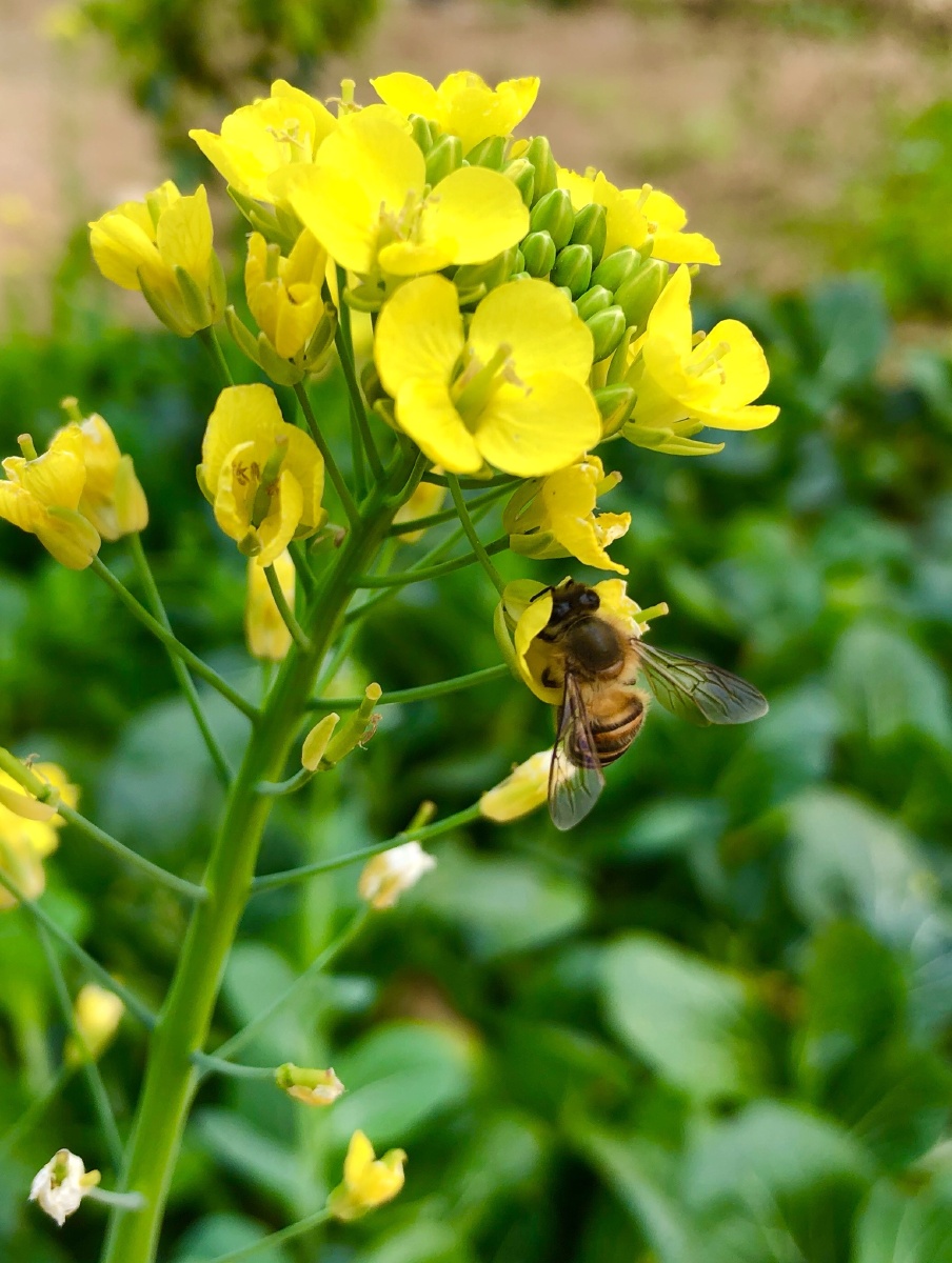 蜜蜂踩花 - mason_wuu - 图虫网 - 最好的摄影师都在这