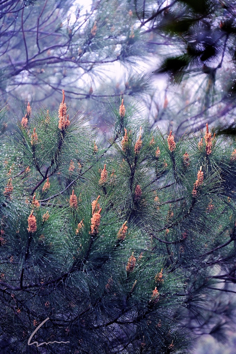 氤氲缭绕,松树的春天