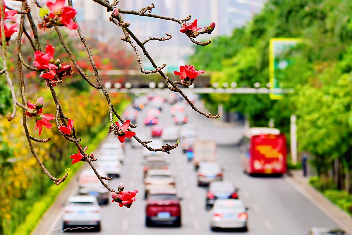 红木棉点缀书写的城市春天