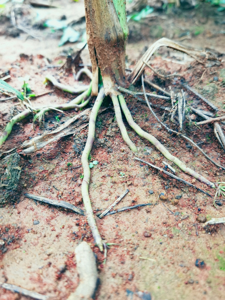 玉米根须咬定黄土不放松肆意生长任你东西南北风我还是那个我