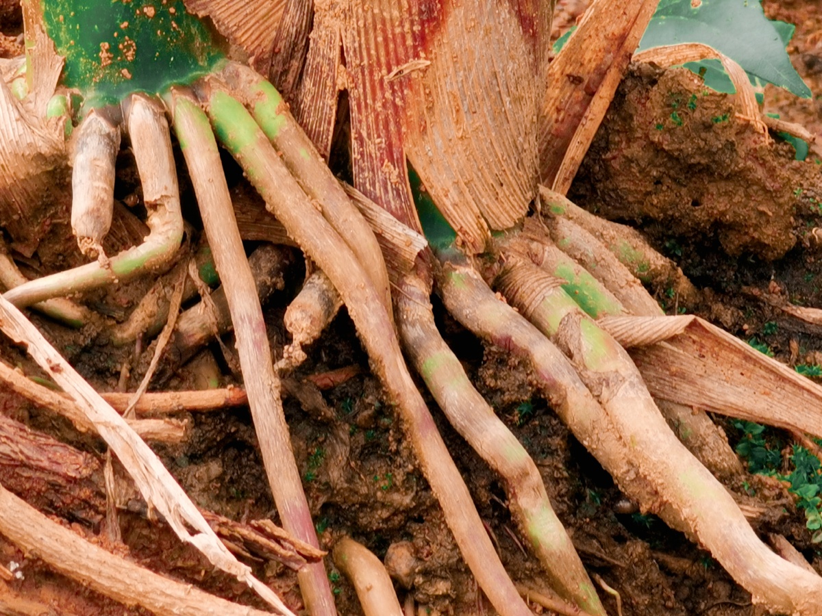 玉米根须咬定黄土不放松肆意生长任你东西南北风我还是那个我