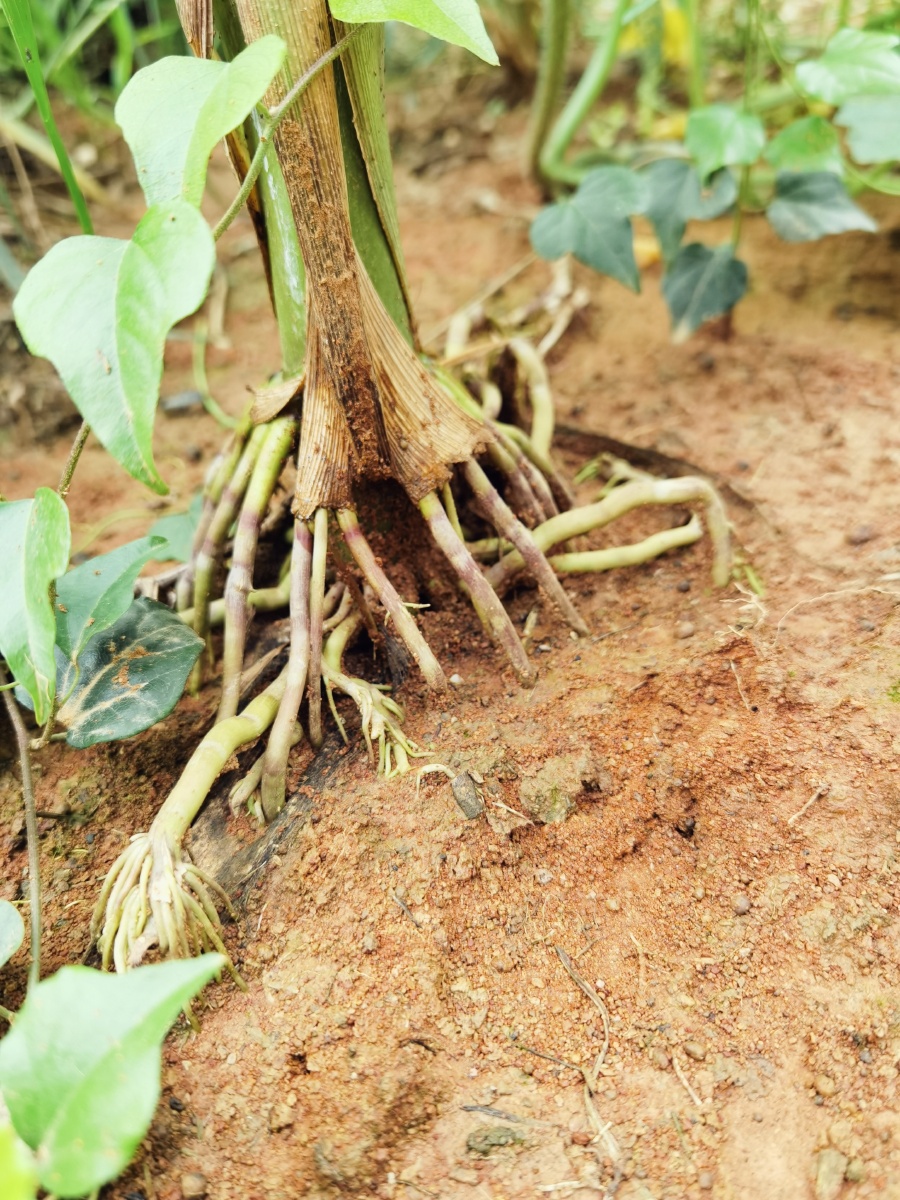 玉米根须咬定黄土不放松肆意生长任你东西南北风我还是那个我