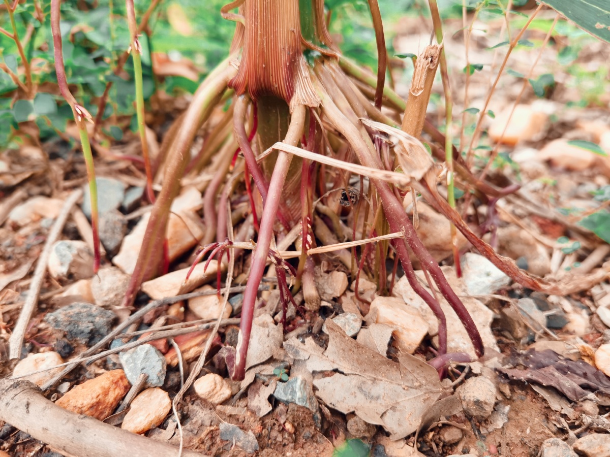 玉米根须咬定黄土不放松肆意生长任你东西南北风我还是那个我