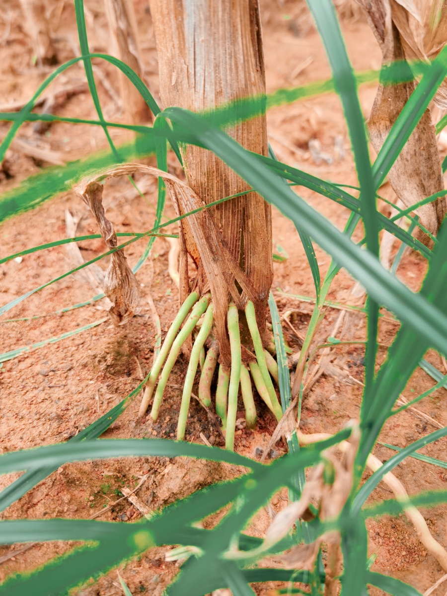 玉米根须咬定黄土不放松肆意生长任你东西南北风我还是那个我