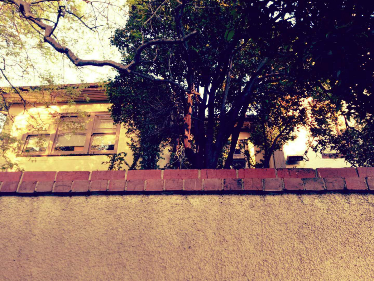 我在墙角下羡慕你旧时光的种子