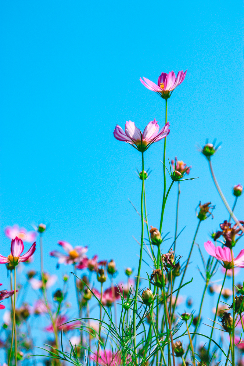 800_1200竖版 竖屏