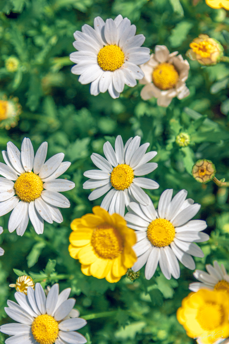 雏菊- 摄眼看风景 - 图虫