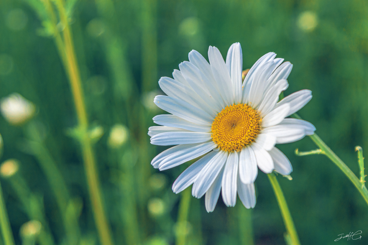 雏菊- 摄眼看风景 - 图虫