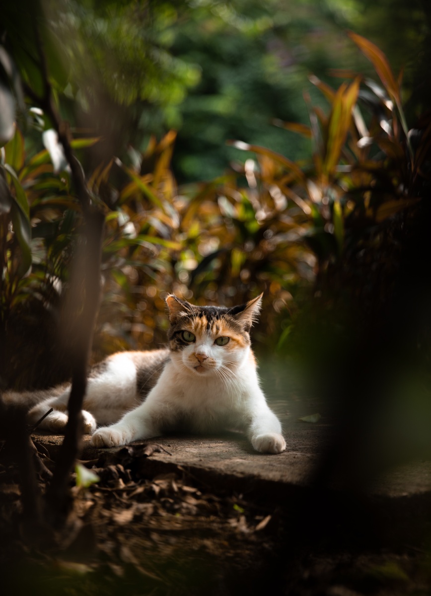 公园里的流浪猫有阴影处即有光明