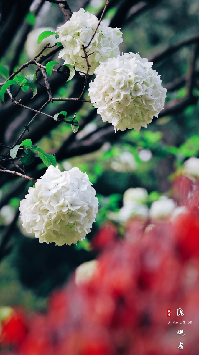 清凉山下绣球花来 - 庞观者 - 图虫