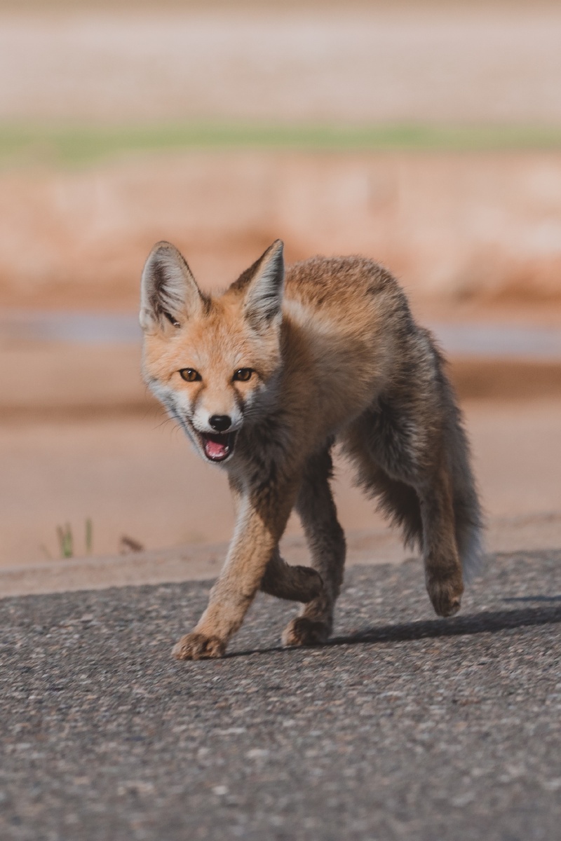 西藏阿里地区偶遇狐狸02