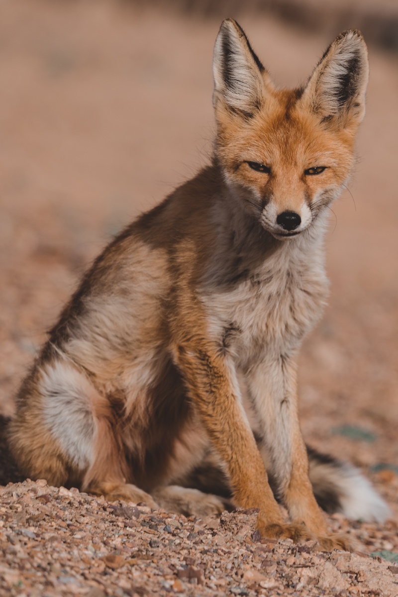 西藏阿里地区偶遇狐狸02