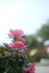 C53CA531-BB95-42D7-B073-5453250726D3/L0/001