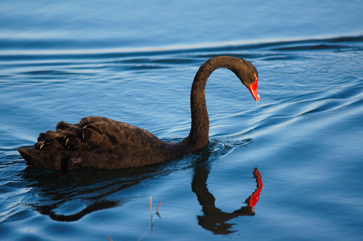 北京颐和园黑天鹅