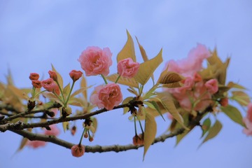 2D2F7832-0A54-405F-9362-A7D1687C4338/L0/001