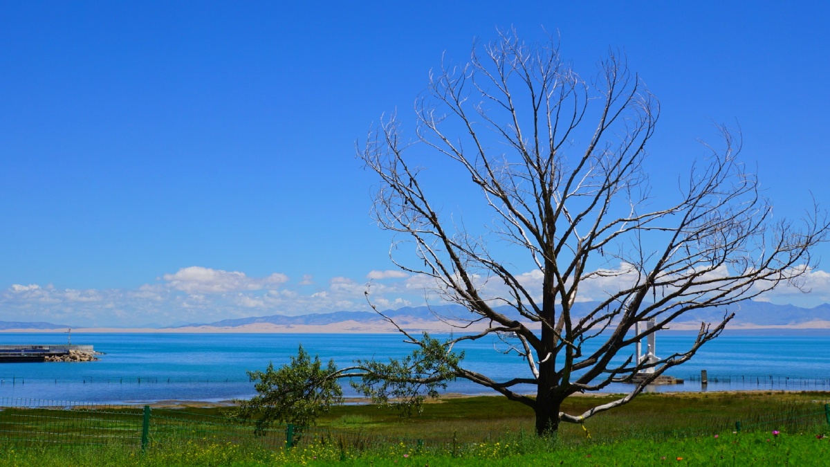 孤独的树青海湖