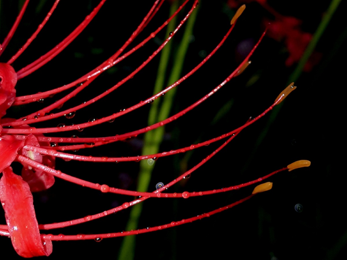 雨中彼岸花,带着小水珠 - 梦里拍 - 图虫