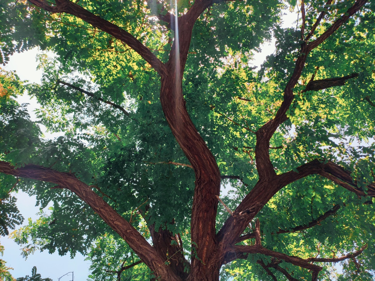 要悄悄长大成为一棵参天大树