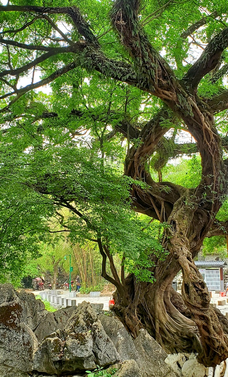 500年爪搈树枝繁茂盛绿郁葱葱