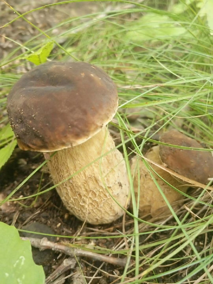 吉林蛟河胖腿蘑