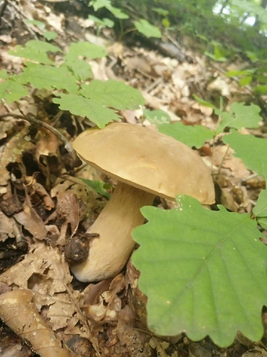 吉林蛟河胖腿蘑