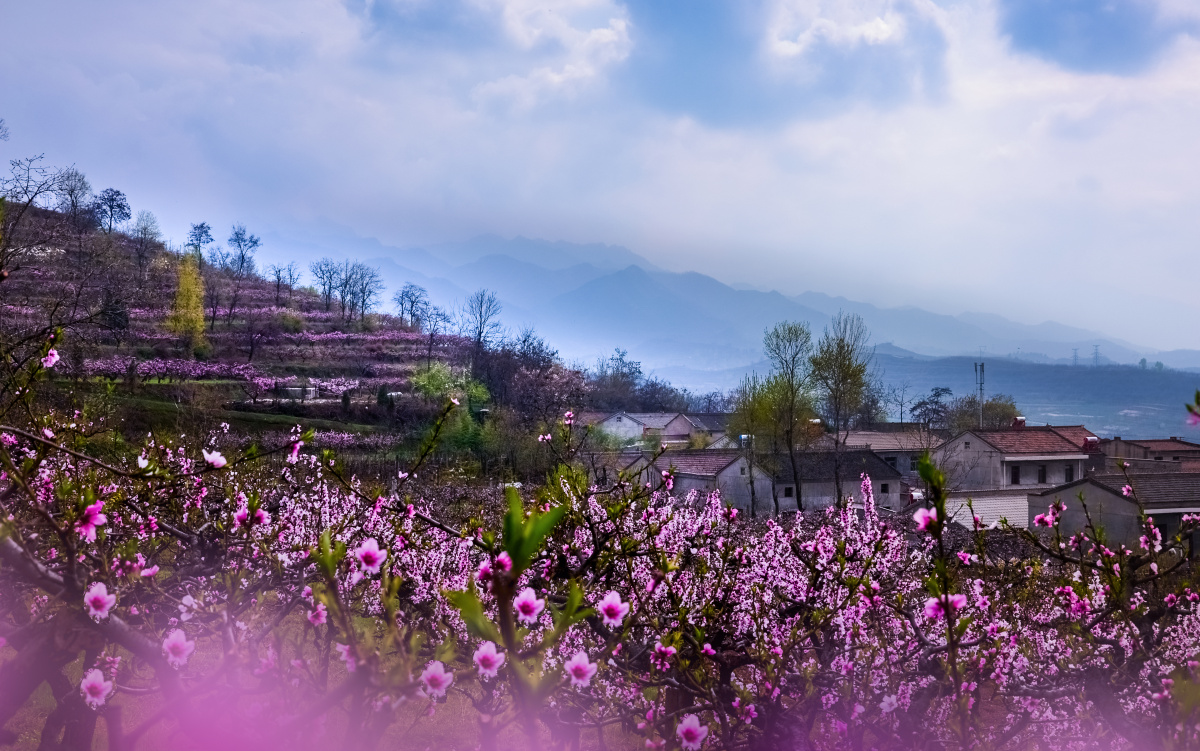 桃花盛开的村庄
