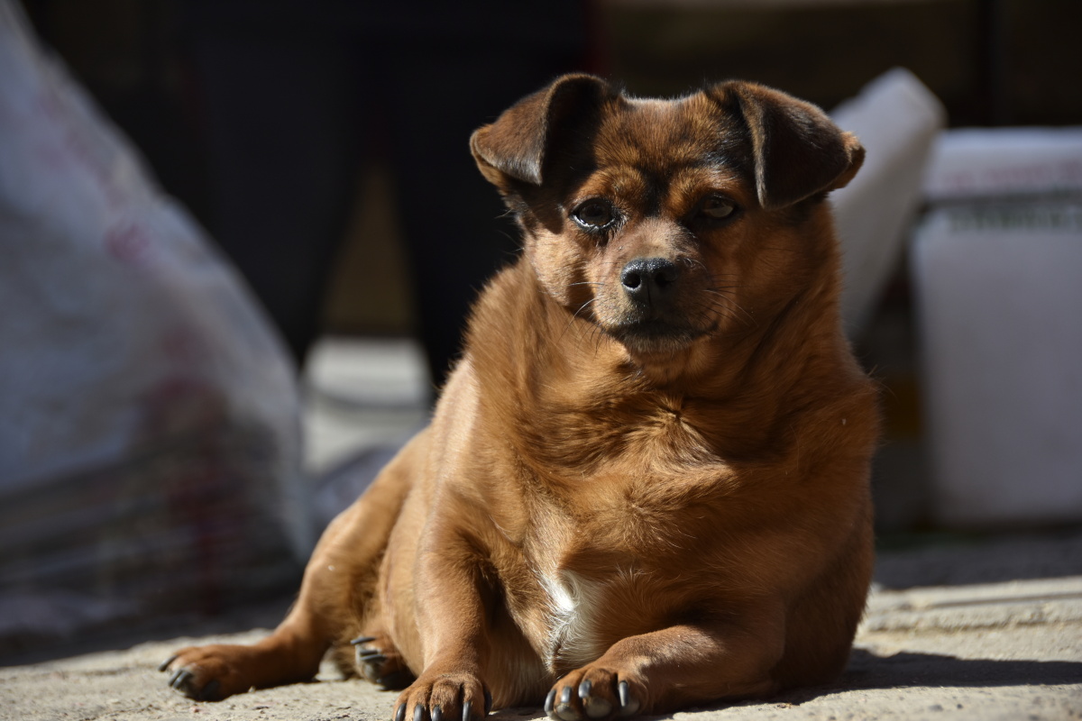 菜市场的小胖狗