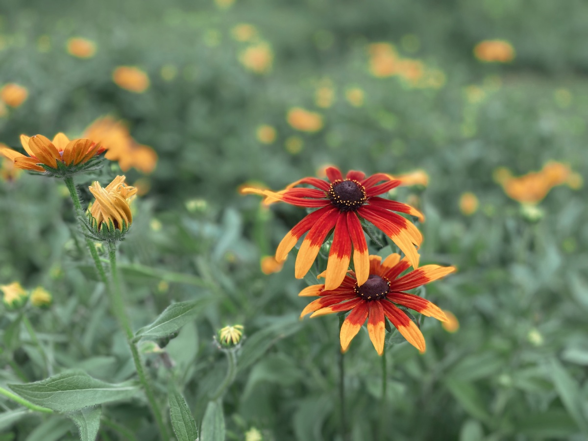 iphone11拍摄最近沉迷小景深