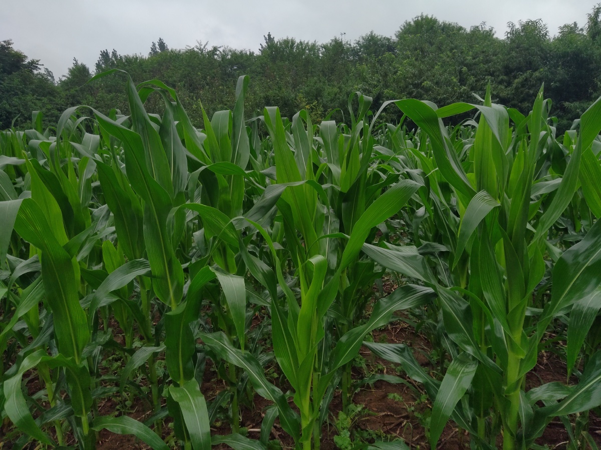 大雨过后的庄稼地