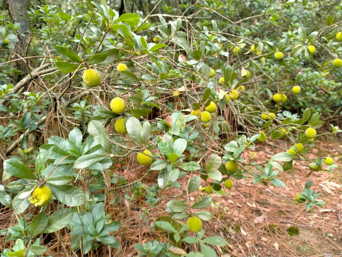 野生杨梅