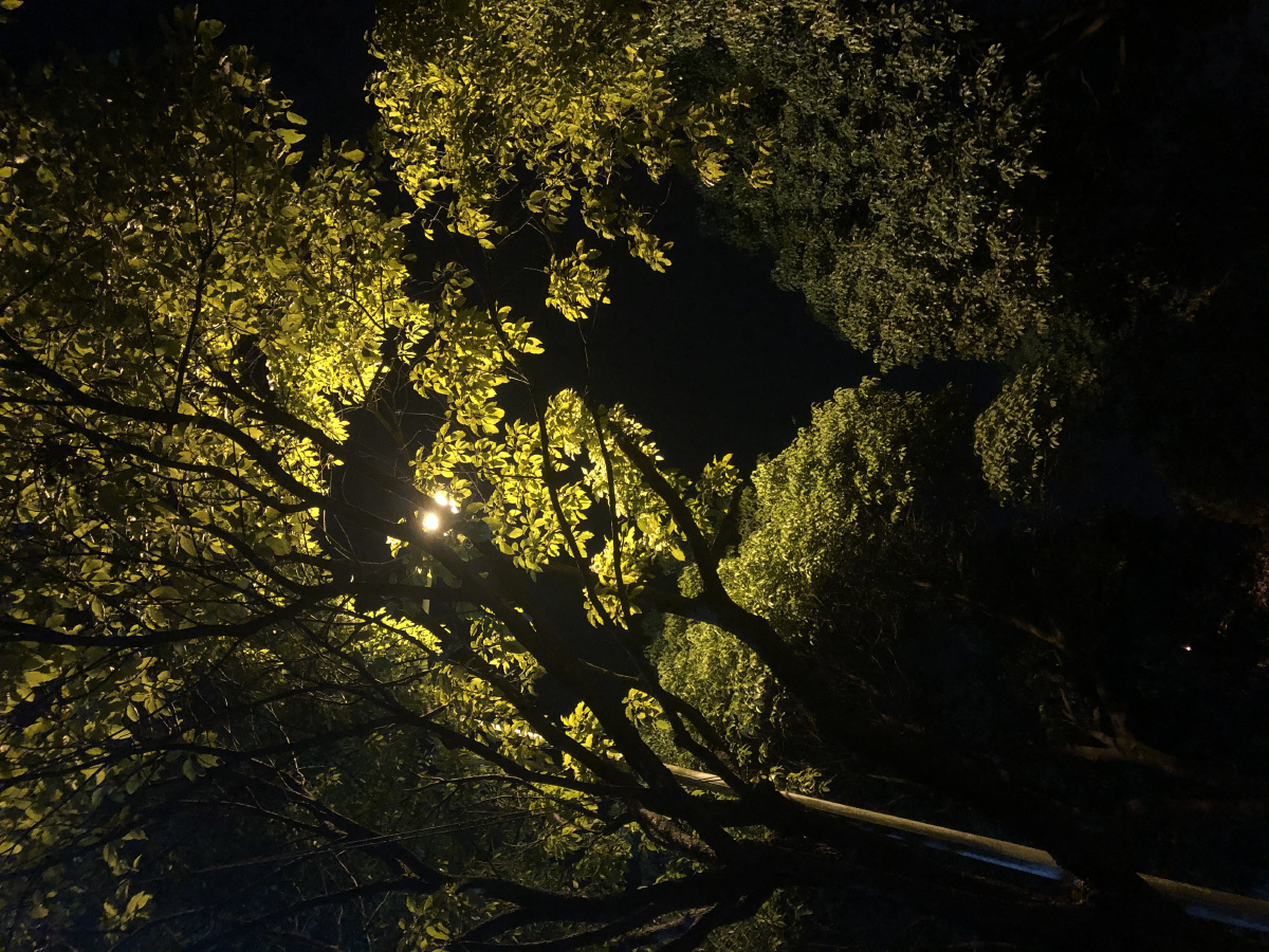 夜间风景暖色的灯光柔和的树木希望给内心片刻安宁