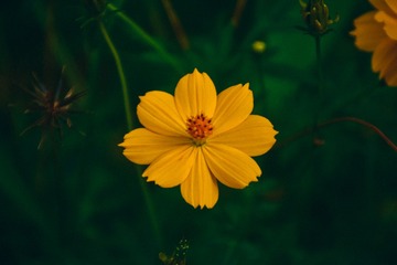 135