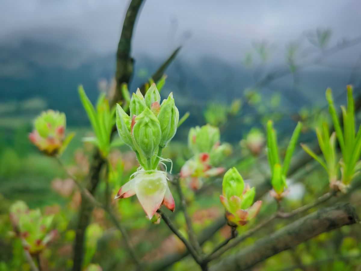 春天的嫩芽 - 梵888 - 图虫