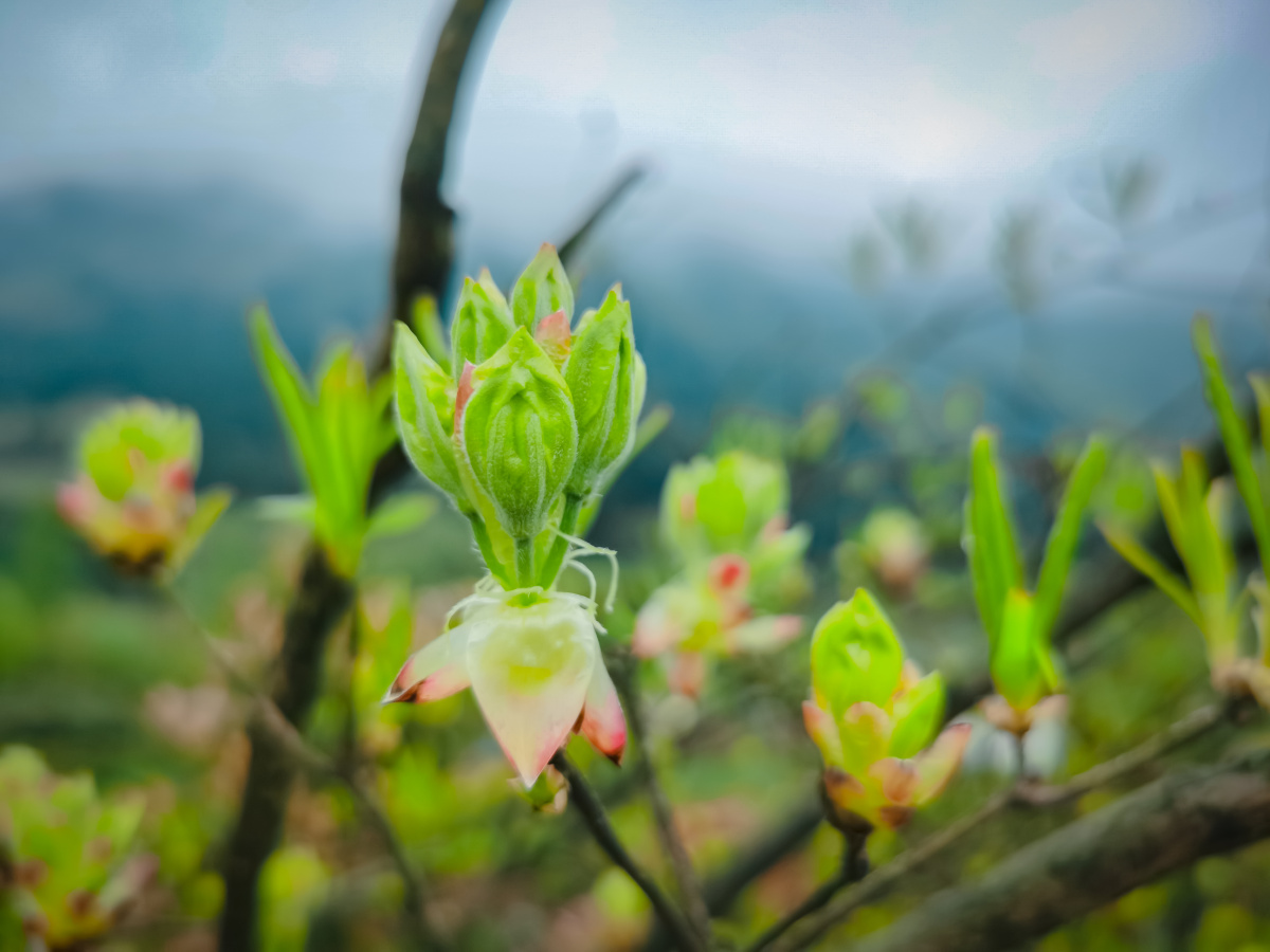 春天的嫩芽 - 梵888 - 图虫